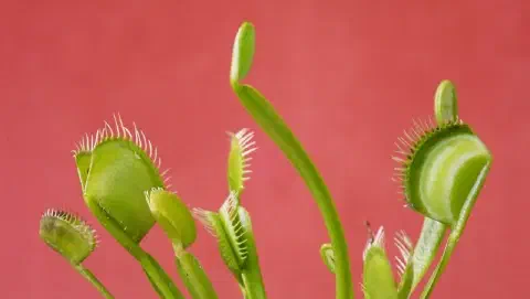 Agile transformations traps